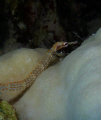   ... diving Shark Jolanda reef Ras Mohammed Sharm el Sheikh  